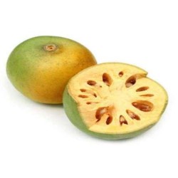 Bel Fal (Wood Apple), Medium Size 1Pc